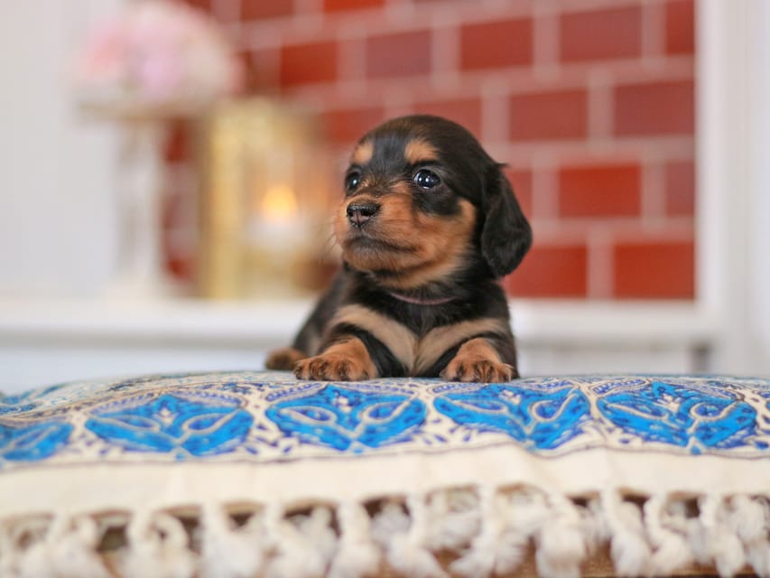 ミニチュアダックスフンド すずらん&グレイの子犬 ブラタン 女の子（1）