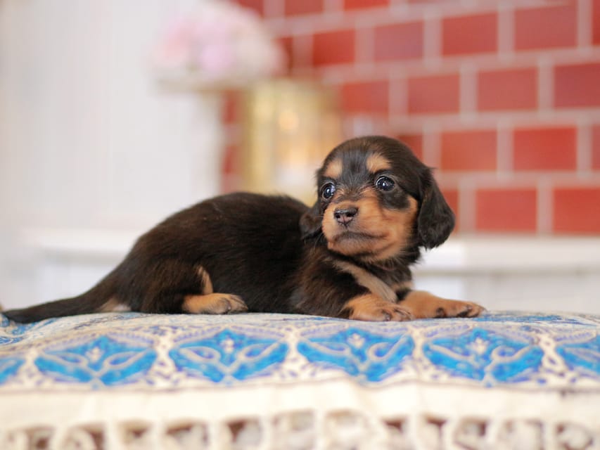 ミニチュアダックスフンド すずらん&グレイの子犬 ブラタン 女の子（1）