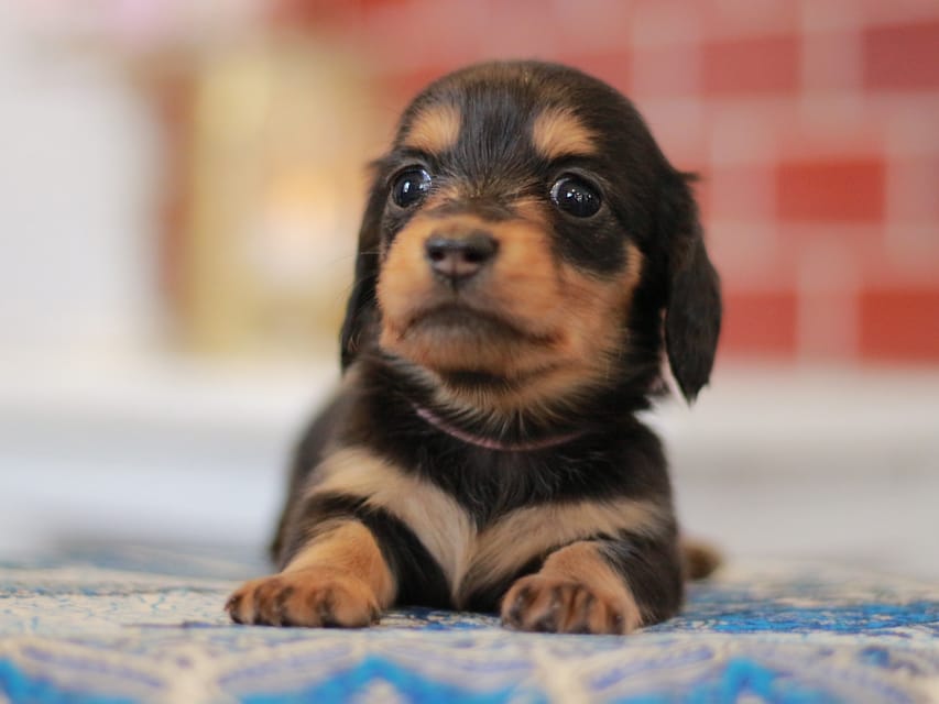 ミニチュアダックスフンド すずらん&グレイの子犬 ブラタン 女の子（1）