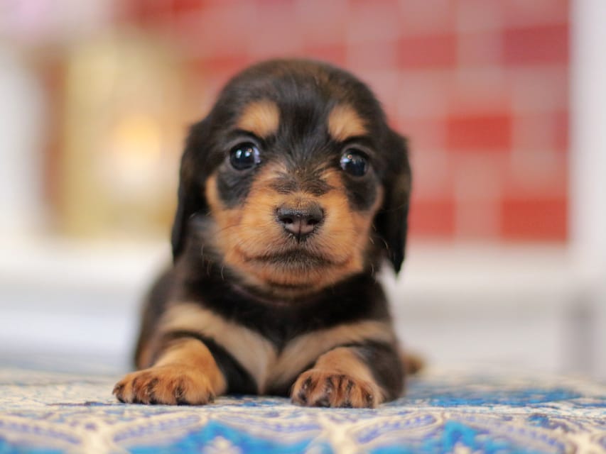 ミニチュアダックスフンド すずらん&グレイの子犬 ブラタン 女の子（1）