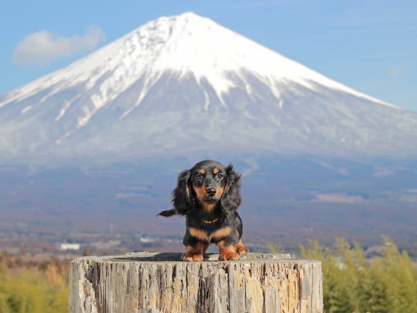 カニンヘンダックスフンド おんぷ&ブルースの子犬 ブラタン 男の子（1）