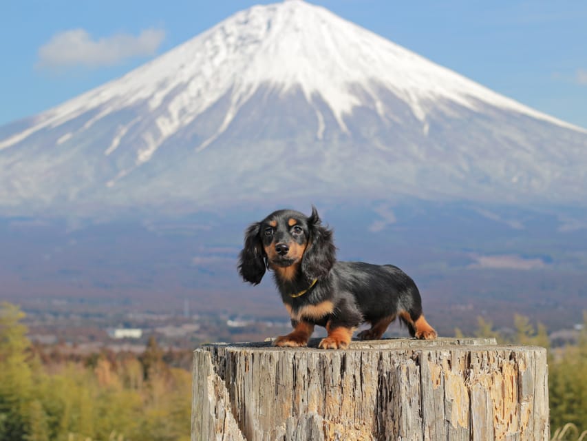 カニンヘンダックスフンド おんぷ&ブルースの子犬 ブラタン 男の子（1）