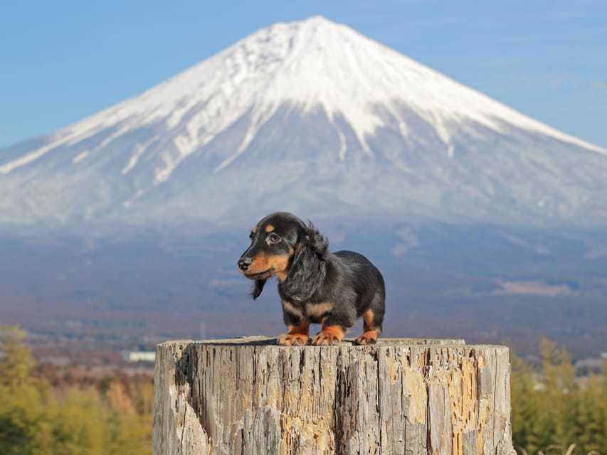 カニンヘンダックスフンド おんぷ&ブルースの子犬 ブラタン 男の子(2)IMG_2365 カニンヘンダックスフンド おんぷ&ブルースの子犬 ブラタン 男の子(2)