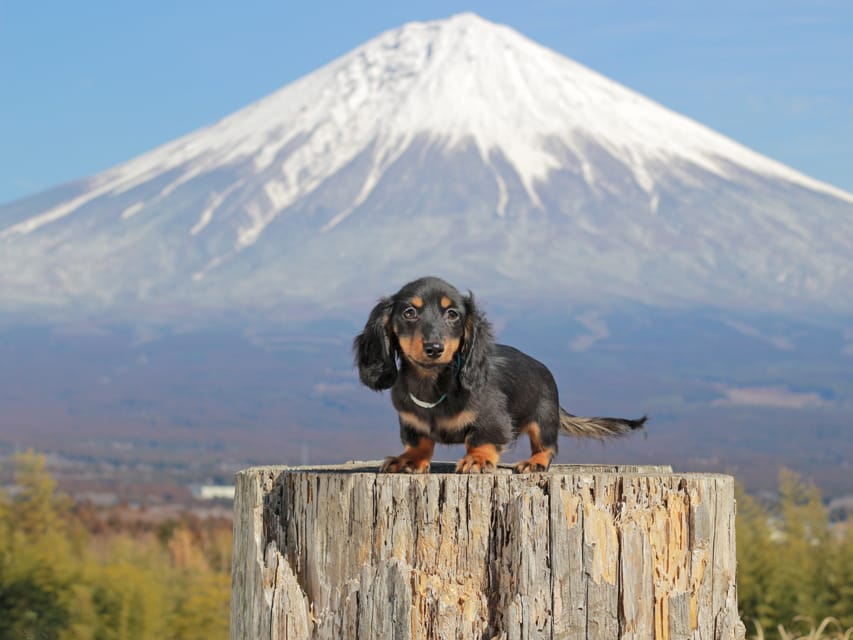 カニンヘンダックスフンド おんぷ&ブルースの子犬 ブラタン 男の子(2)IMG_2367 カニンヘンダックスフンド おんぷ&ブルースの子犬 ブラタン 男の子(2)
