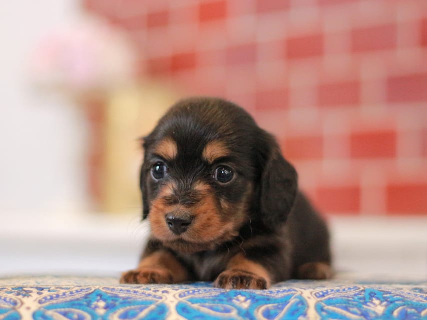ミニチュアダックスフンド すずらん&グレイの子犬 ブラタン 女の子（2）