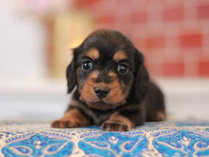ミニチュアダックスフンド すずらん&グレイの子犬 ブラタン 女の子（2）