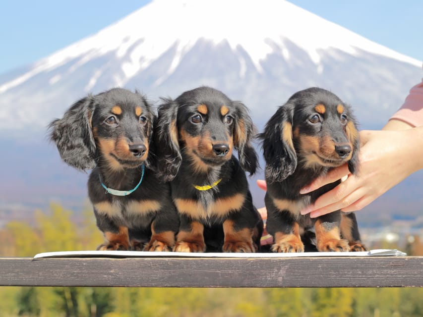 カニンヘンダックスフンド おんぷ&ブルースの子犬 ブラタン 男の子3兄弟