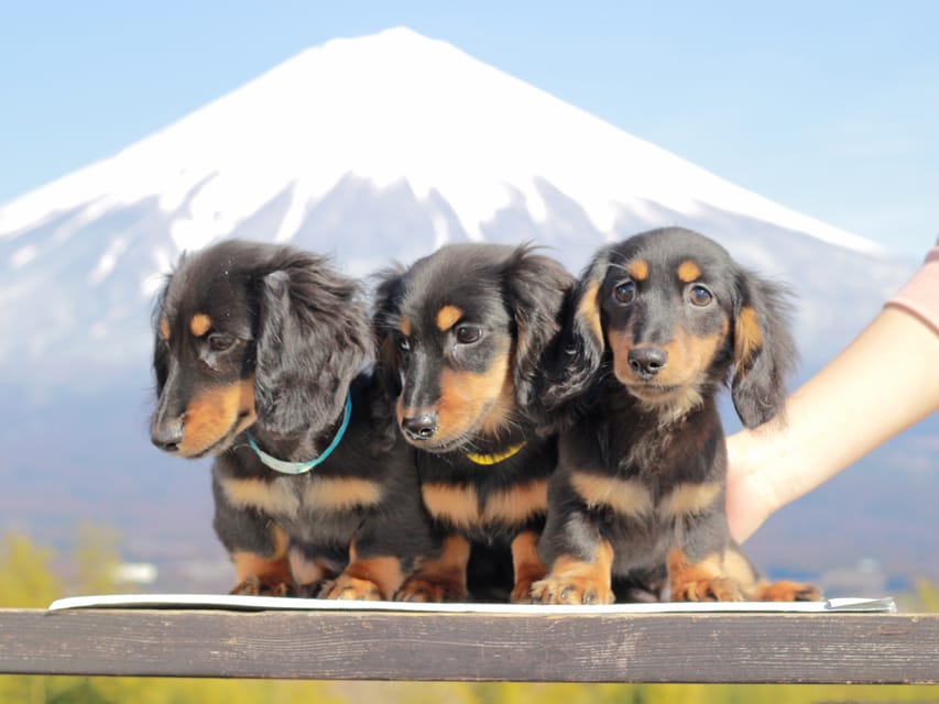 カニンヘンダックスフンド おんぷ&ブルースの子犬 ブラタン 男の子3兄弟