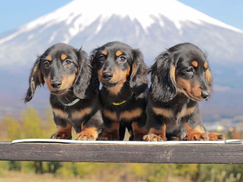 カニンヘンダックスフンド おんぷ&ブルースの子犬 ブラタン 男の子3兄弟