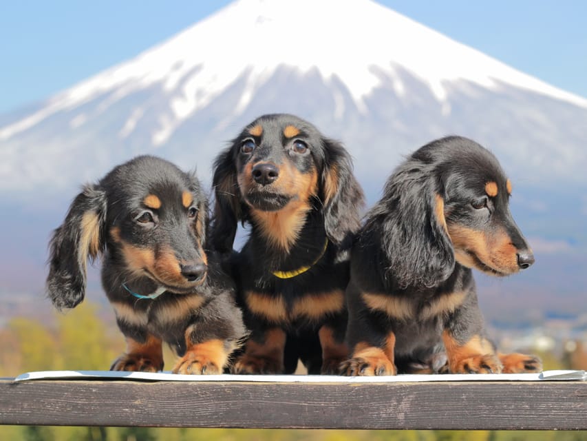 カニンヘンダックスフンド おんぷ&ブルースの子犬 ブラタン 男の子3兄弟