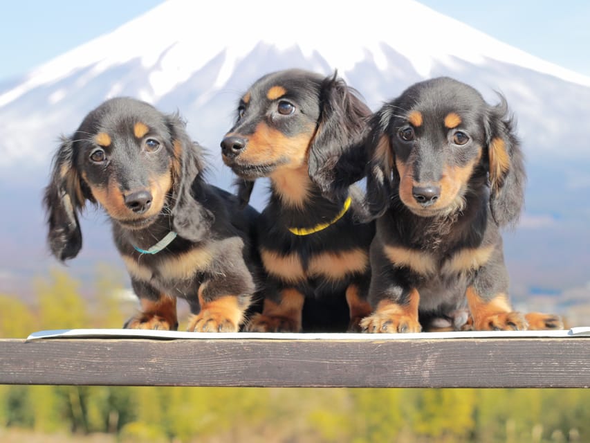 カニンヘンダックスフンド おんぷ&ブルースの子犬 ブラタン 男の子3兄弟