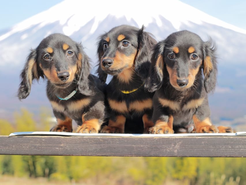 カニンヘンダックスフンド おんぷ&ブルースの子犬 ブラタン 男の子3兄弟