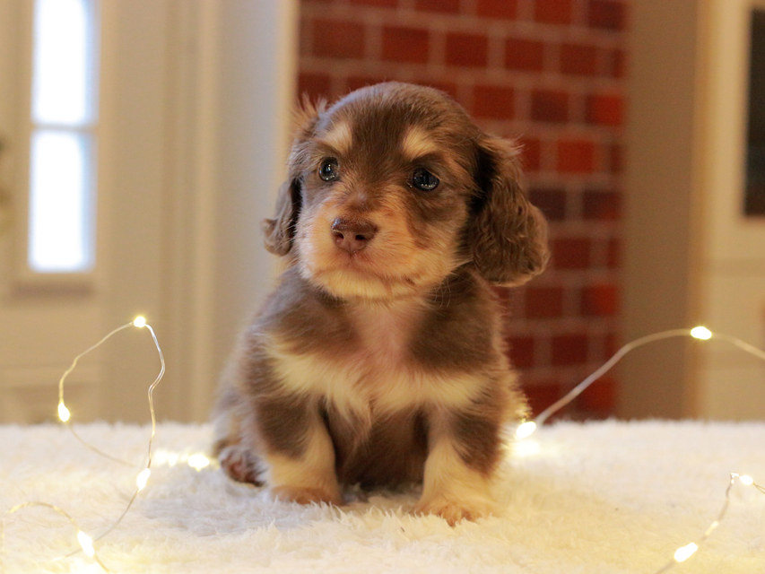 カニンヘン ダックスフンド まる & 朝日の子犬 チョコイエロー 男の子