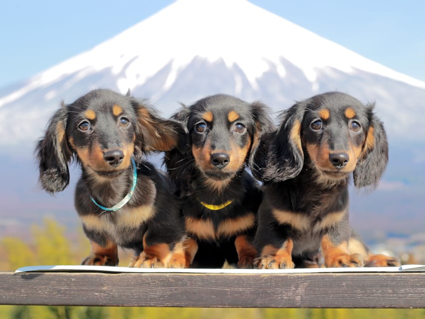 カニンヘンダックスフンド おんぷ&ブルースの子犬 ブラタン 男の子3兄弟