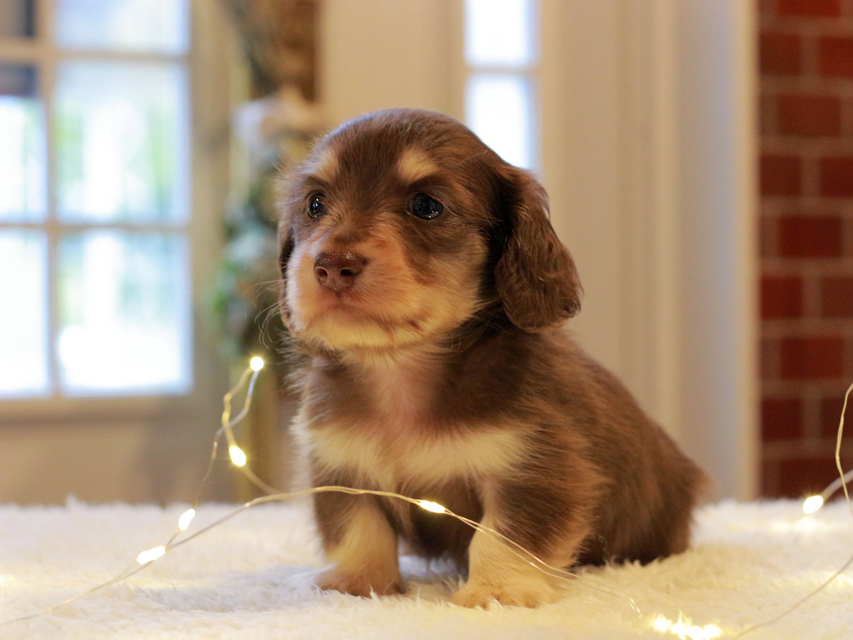 カニンヘン ダックスフンド まる & 朝日の子犬 チョコイエロー 男の子