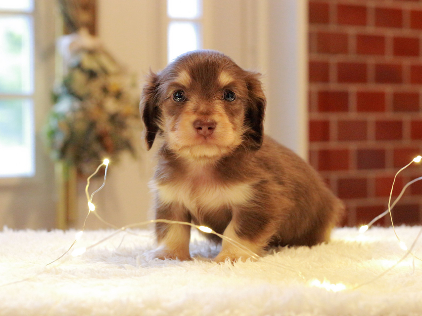 カニンヘン ダックスフンド まる & 朝日の子犬 チョコイエロー 男の子
