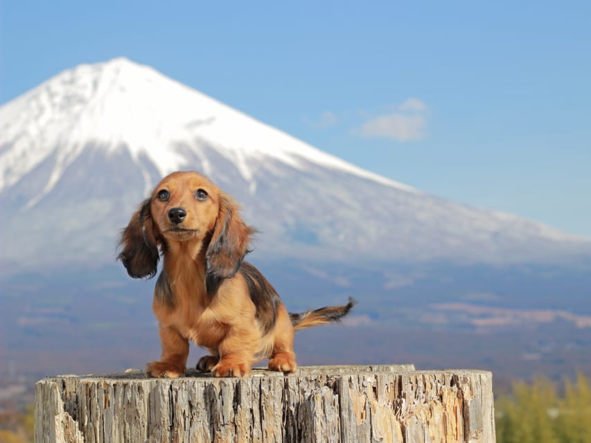 カニンヘンダックスフンド セーラ&スパーキの子犬 シェーデットレッド 女の子（2）