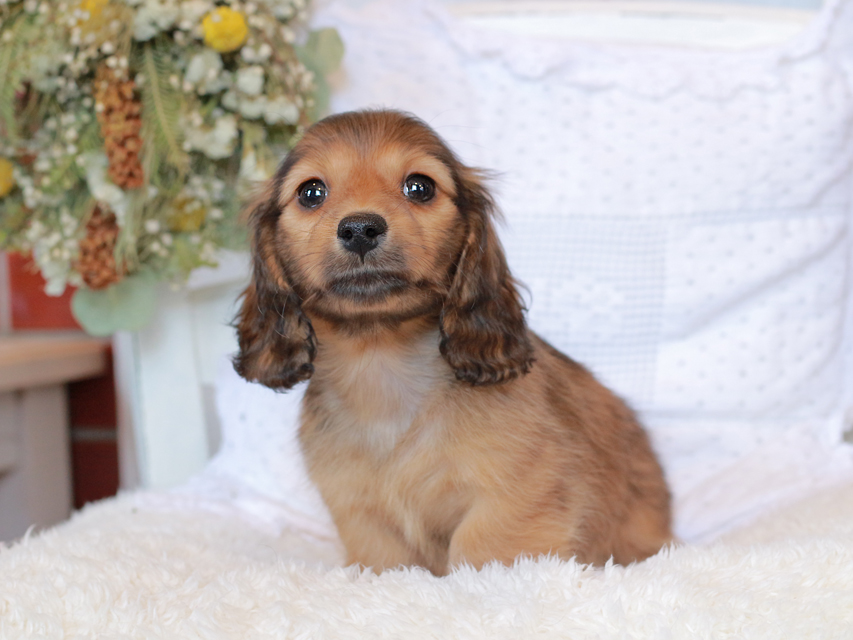 カニンヘン ダックスフンド マシェリ & オスカーの子犬 レッド 男の子（2）