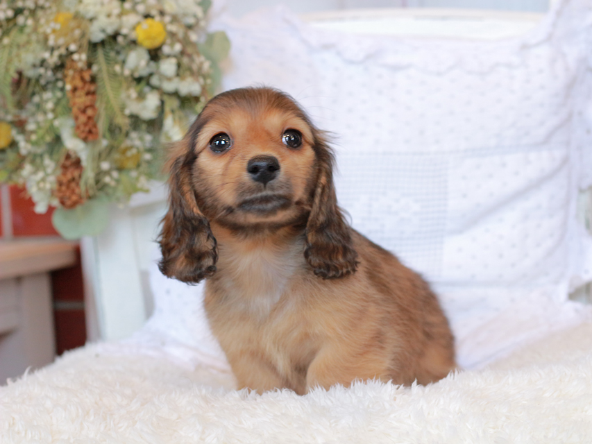 カニンヘン ダックスフンド マシェリ & オスカーの子犬 レッド 男の子（2）