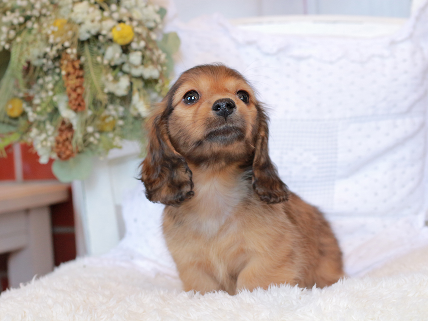 カニンヘン ダックスフンド マシェリ & オスカーの子犬 レッド 男の子（2）