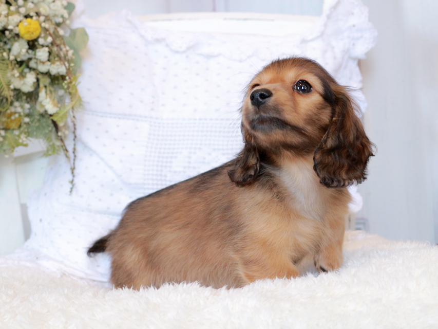 カニンヘン ダックスフンド マシェリ & オスカーの子犬 レッド 男の子（2）