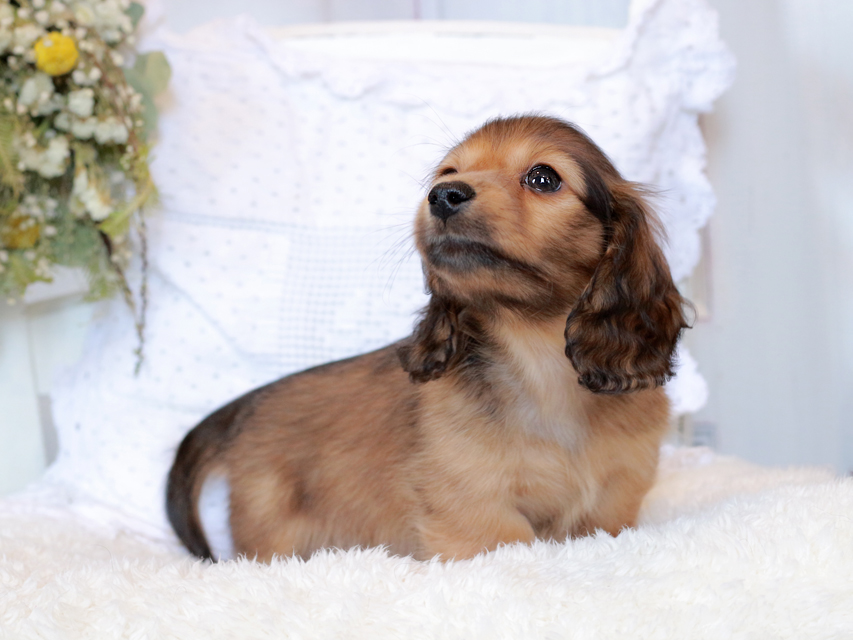 カニンヘン ダックスフンド マシェリ & オスカーの子犬 レッド 男の子（2）