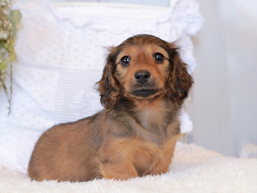 カニンヘン ダックスフンド マシェリ & オスカーの子犬 レッド 女の子