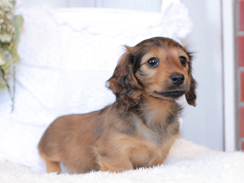 カニンヘン ダックスフンド マシェリ & オスカーの子犬 レッド 女の子