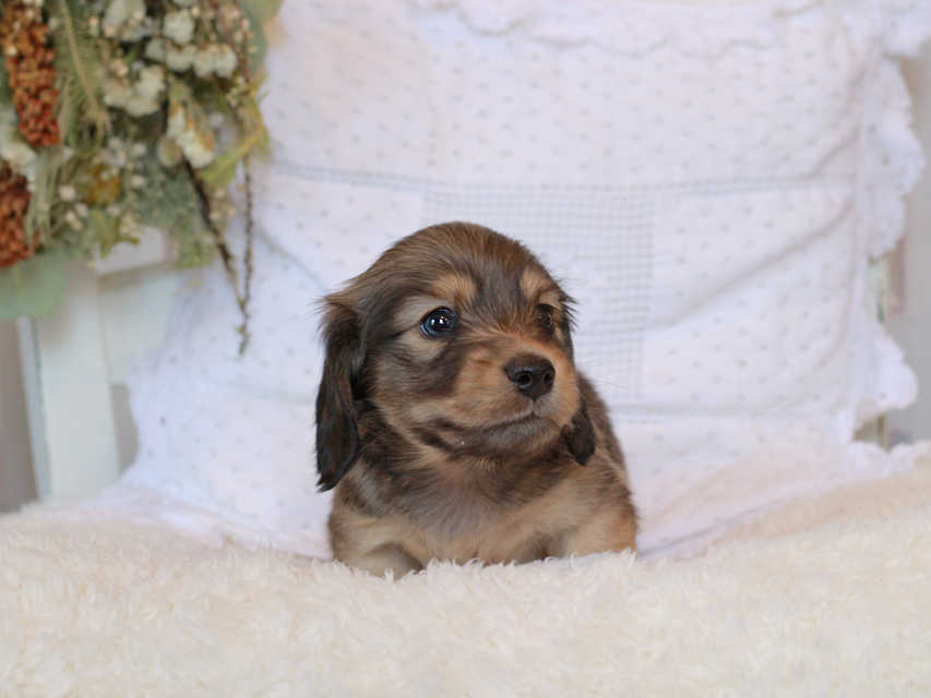 カニンヘン ダックスフンド シエラ&タケルの子犬 イエロー（クリーム） 男の子