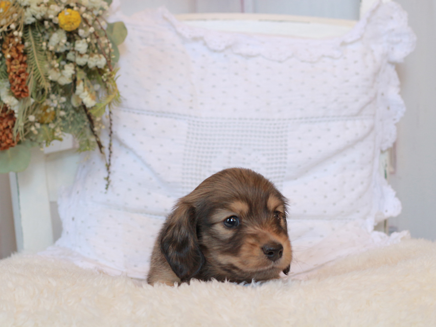 カニンヘン ダックスフンド シエラ&タケルの子犬 イエロー（クリーム） 男の子