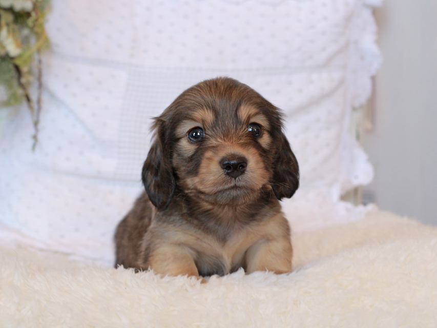 カニンヘン ダックスフンド シエラ&タケルの子犬 イエロー（クリーム） 男の子