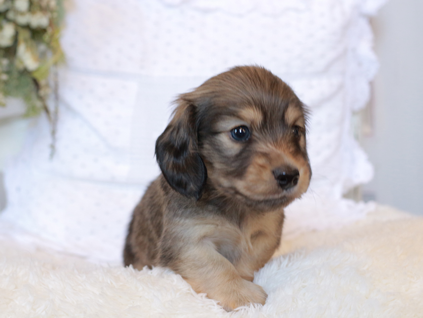 カニンヘン ダックスフンド シエラ&タケルの子犬 イエロー（クリーム） 男の子