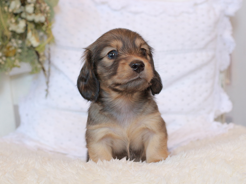 カニンヘン ダックスフンド シエラ&タケルの子犬 イエロー（クリーム） 男の子