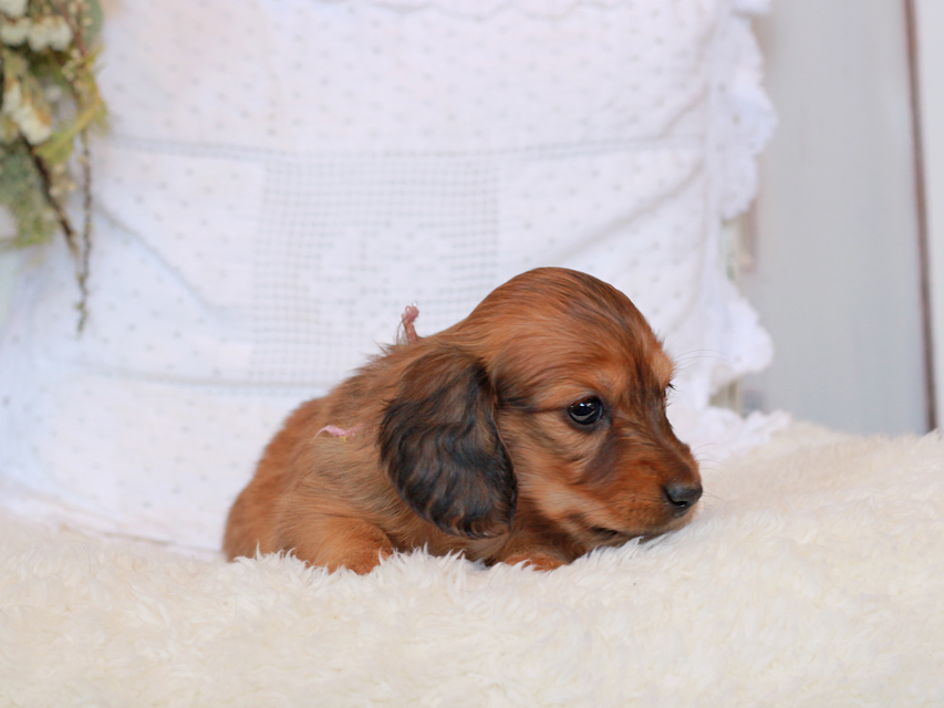 カニンヘン ダックスフンド シエラ&タケルの子犬 レッド 女の子（1）