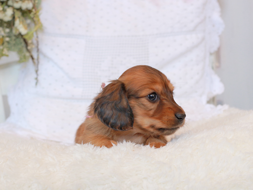 カニンヘン ダックスフンド シエラ&タケルの子犬 レッド 女の子（1）