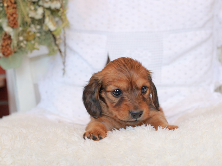 カニンヘン ダックスフンド シエラ&タケルの子犬 レッド 女の子（1）