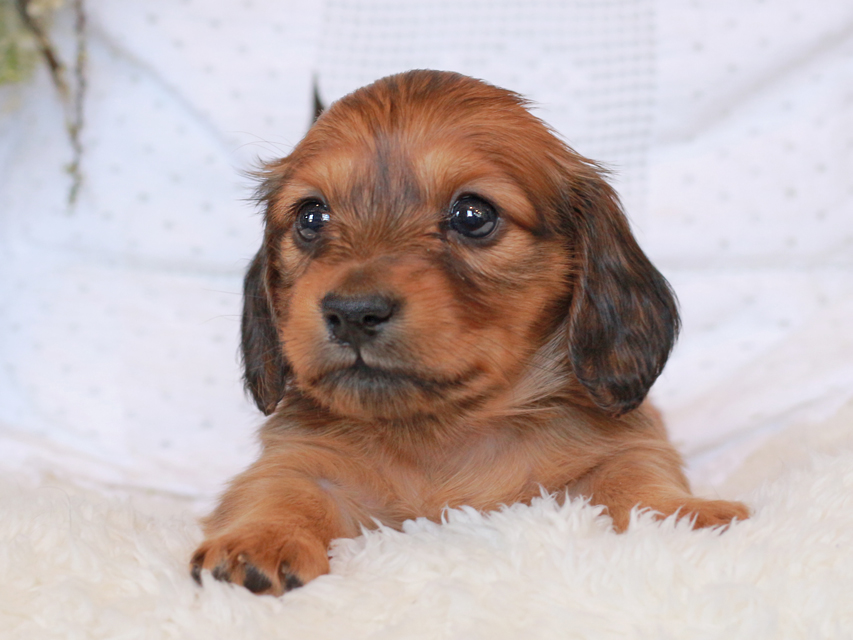 カニンヘン ダックスフンド シエラ&タケルの子犬 レッド 女の子（1）