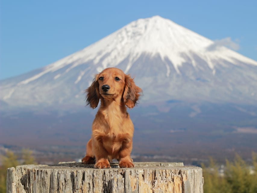 カニンヘンダックスフンド ミスト&竹千代の子犬 シェーデットレッド 女の子（3）
