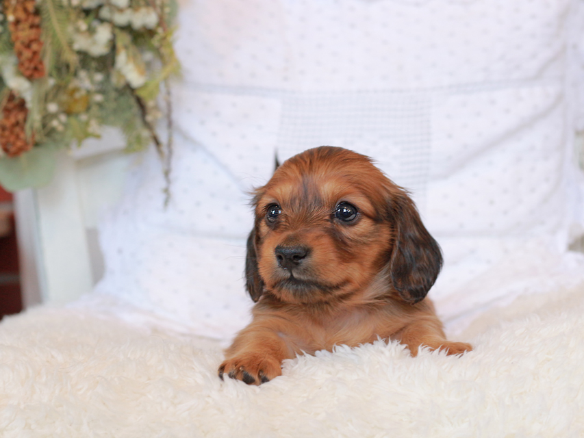 カニンヘン ダックスフンド シエラ&タケルの子犬 レッド 女の子（1）