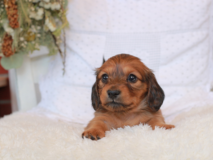 カニンヘン ダックスフンド シエラ&タケルの子犬 レッド 女の子（1）