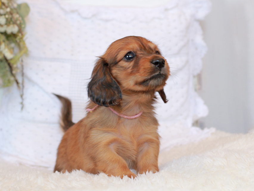 カニンヘン ダックスフンド シエラ&タケルの子犬 レッド 女の子（1）