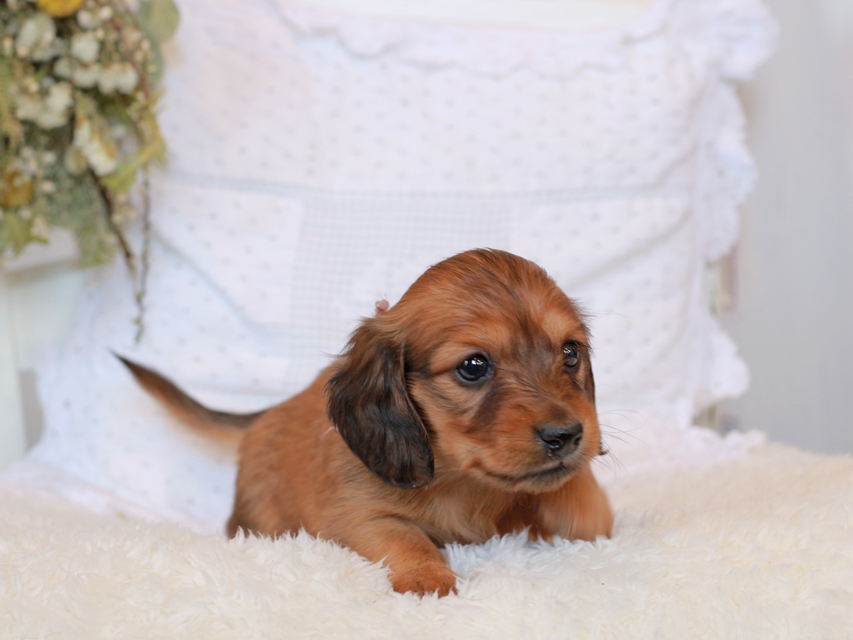 カニンヘン ダックスフンド シエラ&タケルの子犬 レッド 女の子（1）