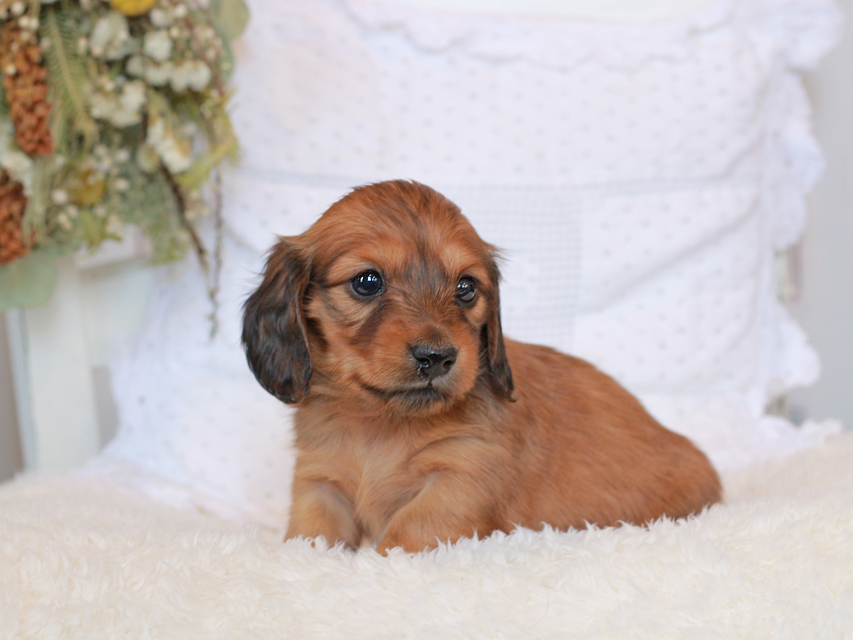 カニンヘン ダックスフンド シエラ&タケルの子犬 レッド 女の子（1）