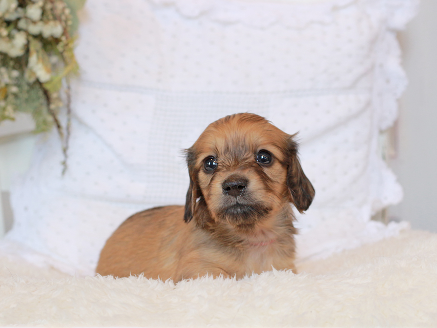 カニンヘン ダックスフンド シエラ&タケルの子犬 レッド 女の子（2）