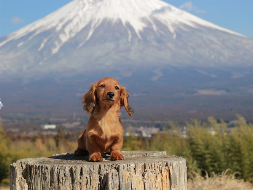 カニンヘンダックスフンド ミスト&竹千代の子犬 シェーデットレッド 女の子（3）