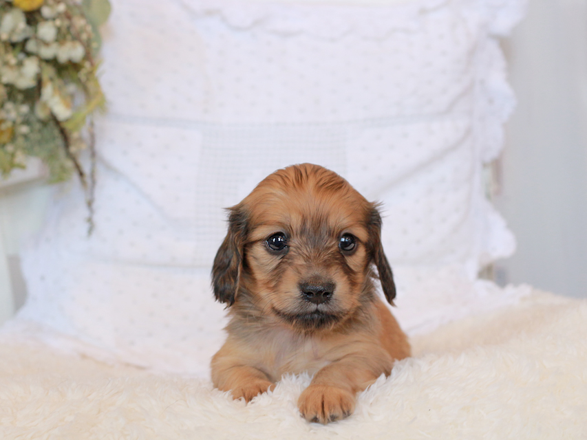 カニンヘン ダックスフンド シエラ&タケルの子犬 レッド 女の子（2）