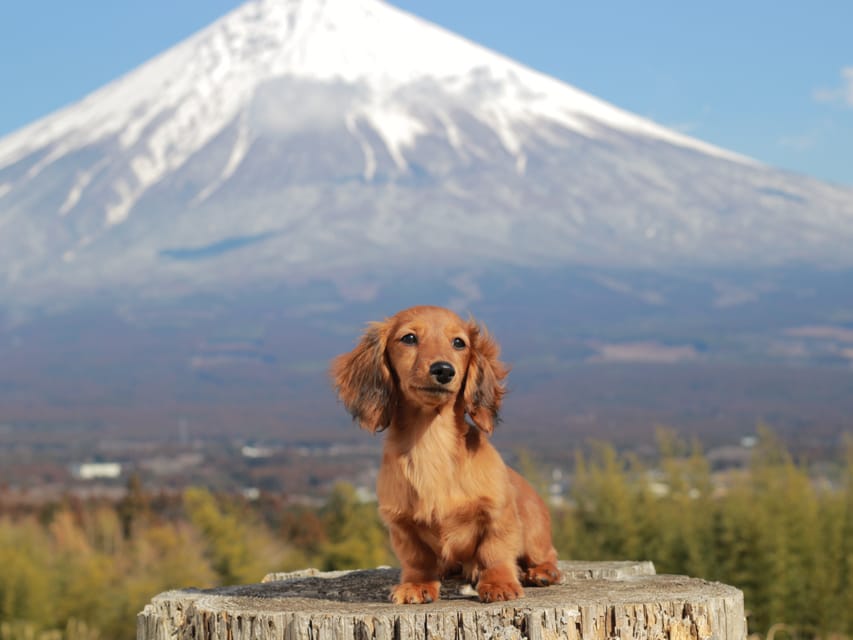 カニンヘンダックスフンド ミスト&竹千代の子犬 シェーデットレッド 女の子（3）