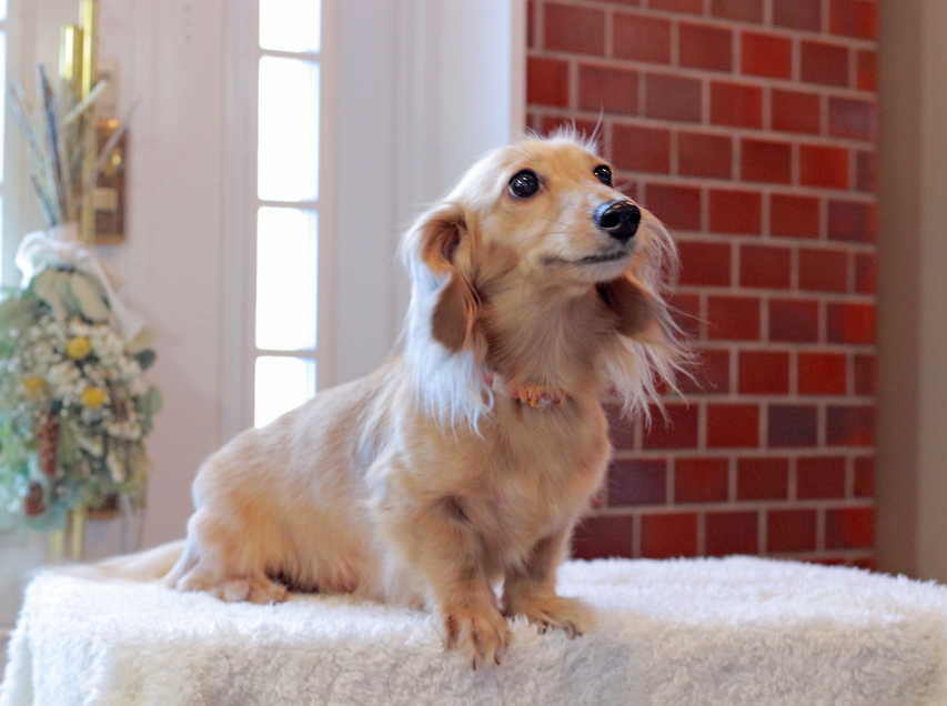 ミニチュアダックスフンド ミミちゃん