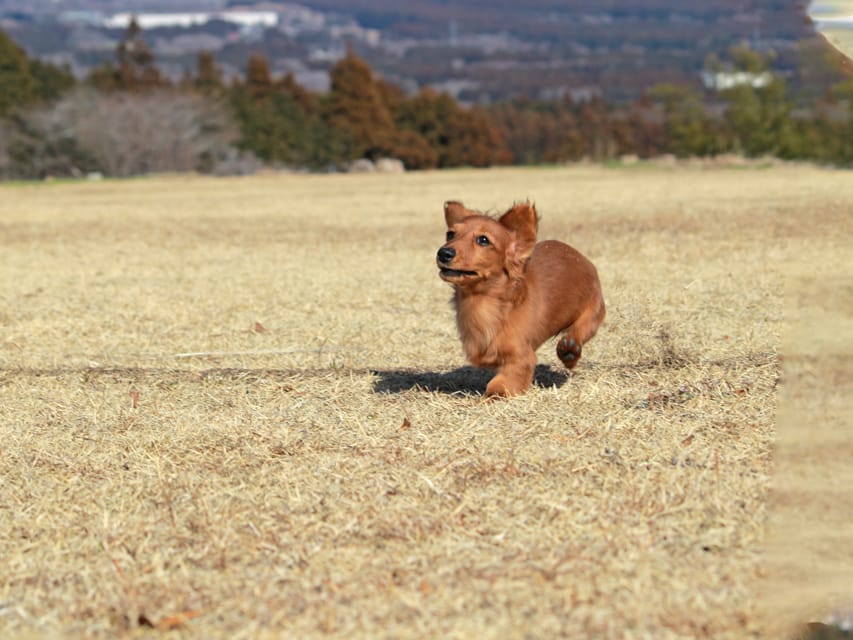 カニンヘンダックスフンド ミスト&竹千代の子犬 シェーデットレッド 女の子（3）