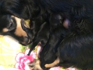 ダックスフンド カニンヘン わらび 出産